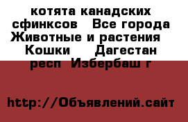 котята канадских сфинксов - Все города Животные и растения » Кошки   . Дагестан респ.,Избербаш г.